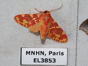  ( - EL3853)  @13 [ ] CreativeCommons - Attribution (2015) Rodolphe Rougerie Mus&eacute;um national d'Histoire Naturelle, Paris