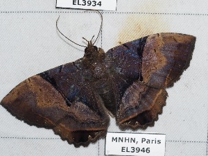  (Habershonia - EL3946)  @14 [ ] CreativeCommons - Attribution (2015) Rodolphe Rougerie Muséum national d'Histoire Naturelle, Paris