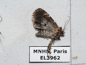  ( - EL3962)  @12 [ ] CreativeCommons - Attribution (2015) Rodolphe Rougerie Muséum national d'Histoire Naturelle, Paris