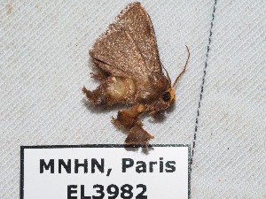  ( - EL3982)  @12 [ ] CreativeCommons - Attribution (2015) Rodolphe Rougerie Mus&eacute;um national d'Histoire Naturelle, Paris