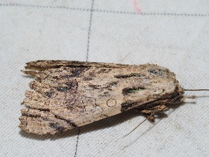  ( - EL4079)  @13 [ ] CreativeCommons - Attribution (2015) Rodolphe Rougerie Mus&eacute;um national d'Histoire Naturelle, Paris