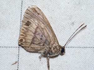  (Alesa - EL4102)  @13 [ ] CreativeCommons - Attribution (2015) Rodolphe Rougerie Muséum national d'Histoire Naturelle, Paris