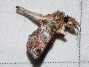  ( - EL4150)  @12 [ ] CreativeCommons - Attribution (2015) Rodolphe Rougerie Muséum national d'Histoire Naturelle, Paris