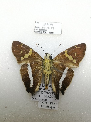  (Aguna spicata - PM0300)  @11 [ ] by-nc (2019) Unspecified Museo de Historia Natural, Lima, UNMSM