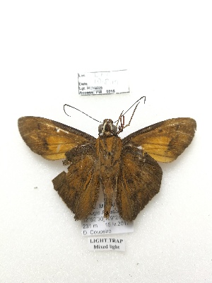  (Bungalotis nr. midas - PM0315)  @11 [ ] by-nc (2019) Unspecified Museo de Historia Natural, Lima, UNMSM
