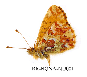  ( - RR-BONA-NU001)  @12 [ ] Unspecified (default): All Rights Reserved  Unspecified Unspecified