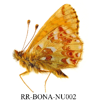  ( - RR-BONA-NU002)  @12 [ ] Unspecified (default): All Rights Reserved  Unspecified Unspecified