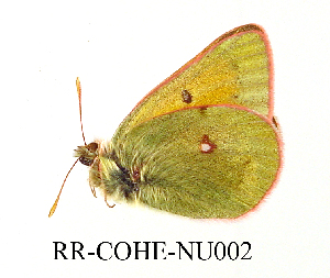 (Colias rankinensis - RR-COHE-NU002)  @12 [ ] Unspecified (default): All Rights Reserved  Unspecified Unspecified