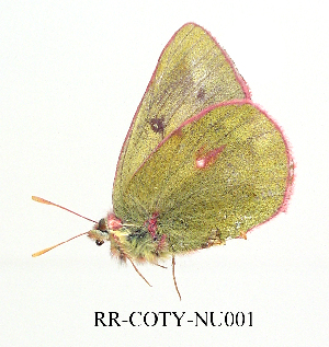  ( - RR-COTY-NU001)  @12 [ ] Unspecified (default): All Rights Reserved  Unspecified Unspecified