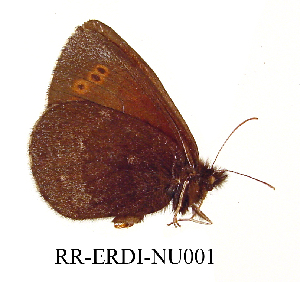  ( - RR-ERDI-NU001)  @12 [ ] Unspecified (default): All Rights Reserved  Unspecified Unspecified