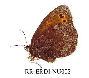  ( - RR-ERDI-NU002)  @12 [ ] Unspecified (default): All Rights Reserved  Unspecified Unspecified