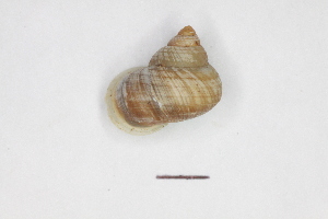  (Leptopoma pellucidum - BORMOL 8622)  @11 [ ] Unspecified (default): All Rights Reserved  Unspecified Unspecified