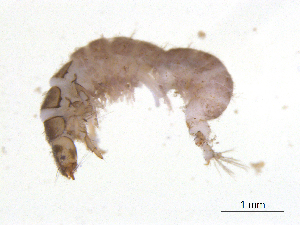  ( - BIOUG06967-F12)  @13 [ ] CreativeCommons - Attribution (2013) Trevor Bringloe Centre for Biodiversity Genomics