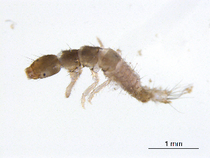  ( - BIOUG06968-A06)  @13 [ ] CreativeCommons - Attribution (2013) Trevor Bringloe Centre for Biodiversity Genomics