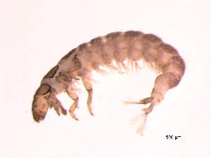  ( - BIOUG07058-D05)  @13 [ ] CreativeCommons - Attribution (2013) Trevor Bringloe Centre for Biodiversity Genomics