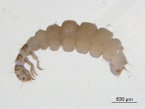  (Hydroptila grandiosa - BIOUG07979-E11)  @13 [ ] CreativeCommons - Attribution (2013) Trevor Bringloe Centre for Biodiversity Genomics