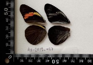  (Pereute - AO-019-027)  @11 [ ] CCby (2024) Mohamed Benmesbah Research collection of M. Benmesbah