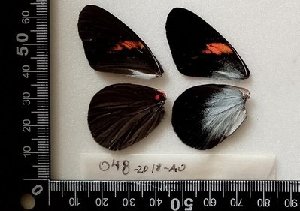  (Pereute leucodrosime - AO-2018-048)  @11 [ ] CCby (2024) Mohamed Benmesbah Research collection of M. Benmesbah