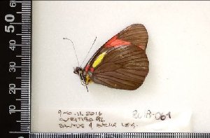  (Pereute swainsoni - AO-2018-061)  @11 [ ] CCby (2024) Mohamed Benmesbah Research collection of M. Benmesbah