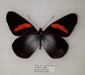  (Pereute callinice - AO-2018-065)  @11 [ ] CCby (2024) Mohamed Benmesbah Research collection of M. Benmesbah