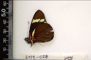  (Pereute telthusa - AO-2019-028)  @11 [ ] CCby (2024) Mohamed Benmesbah Research collection of M. Benmesbah