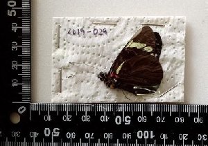  ( - AO-2019-029)  @11 [ ] CCby (2024) Mohamed Benmesbah Research collection of M. Benmesbah