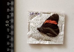  (Pereute callinira - AO-2019-030)  @11 [ ] CCby (2024) Mohamed Benmesbah Research collection of M. Benmesbah