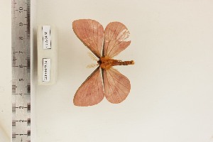  ( - CUA-24-30)  @11 [ ] CCby (2024) Mohamed Benmesbah Research collection of M. Benmesbah