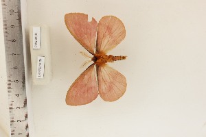  ( - CUA-24-31)  @11 [ ] CCby (2024) Mohamed Benmesbah Research collection of M. Benmesbah