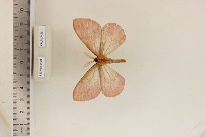  ( - CUA-24-32)  @11 [ ] CCby (2024) Mohamed Benmesbah Research collection of M. Benmesbah