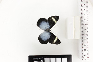  (Pereute lindemannae - CUA-24-61)  @11 [ ] CCby (2024) Mohamed Benmesbah Research collection of M. Benmesbah