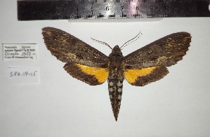  ( - SPH-19-15)  @11 [ ] CC-by (2023) Mohamed Benmesbah Research Collection of Mohamed Benmesbah