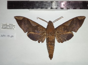  ( - SPH-19-20)  @11 [ ] CC-by (2023) Mohamed Benmesbah Research Collection of Mohamed Benmesbah