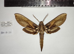  ( - SPH-19-37)  @11 [ ] CC-by (2023) Mohamed Benmesbah Research Collection of Mohamed Benmesbah