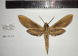  ( - SPH-19-37)  @11 [ ] CC-by (2023) Mohamed Benmesbah Research Collection of Mohamed Benmesbah