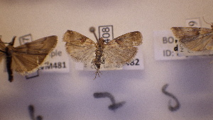  ( - LepVM482)  @12 [ ] CreativeCommons - Attribution Non-Commercial Share-Alike (2014) NTNU Museum of Natural History and Archaeology NTNU University Museum, Department of Natural History