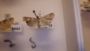  ( - LepVM483)  @12 [ ] CreativeCommons - Attribution Non-Commercial Share-Alike (2014) NTNU Museum of Natural History and Archaeology NTNU University Museum, Department of Natural History