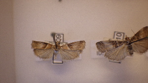  ( - LepVM484)  @12 [ ] CreativeCommons - Attribution Non-Commercial Share-Alike (2014) NTNU Museum of Natural History and Archaeology NTNU University Museum, Department of Natural History