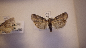  ( - LepVM491)  @12 [ ] CreativeCommons - Attribution Non-Commercial Share-Alike (2014) NTNU Museum of Natural History and Archaeology NTNU University Museum, Department of Natural History