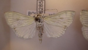  ( - LepVM655)  @12 [ ] CreativeCommons - Attribution Non-Commercial Share-Alike (2014) NTNU University Museum, Department of Natural History NTNU University Museum, Department of Natural History