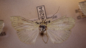  ( - LepVM656)  @12 [ ] CreativeCommons - Attribution Non-Commercial Share-Alike (2014) NTNU University Museum, Department of Natural History NTNU University Museum, Department of Natural History