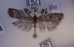  ( - LepVM755)  @12 [ ] CreativeCommons - Attribution Non-Commercial Share-Alike (2014) NTNU University Museum, Department of Natural History NTNU University Museum, Department of Natural History