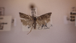  ( - LepVM988)  @12 [ ] CreativeCommons - Attribution Non-Commercial Share-Alike (2014) NTNU Museum of Natural History and Archaeology NTNU University Museum, Department of Natural History