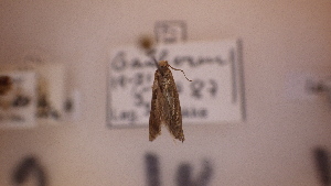  ( - LepVM1055)  @12 [ ] CreativeCommons - Attribution Non-Commercial Share-Alike (2014) NTNU University Museum, Department of Natural History NTNU University Museum, Department of Natural History