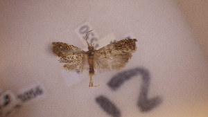  ( - LepVM1057)  @12 [ ] CreativeCommons - Attribution Non-Commercial Share-Alike (2014) NTNU University Museum, Department of Natural History NTNU University Museum, Department of Natural History