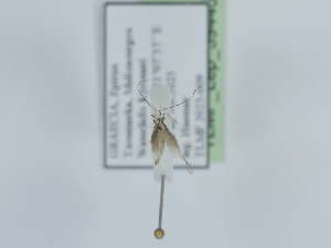  ( - TLMF_Lep_39445)  @11 [ ] CreativeCommons - Attribution Non-Commercial Share-Alike (2024) Peter Huemer Tiroler Landesmuseum