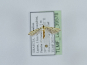  ( - TLMF_Lep_39578)  @11 [ ] CreativeCommons - Attribution Non-Commercial Share-Alike (2024) Peter Huemer Tiroler Landesmuseum