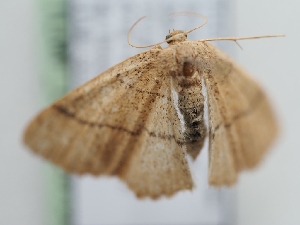  ( - TLMF_Lep_39732)  @11 [ ] CreativeCommons - Attribution Non-Commercial Share-Alike (2024) Peter Huemer Tiroler Landesmuseum