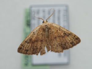  ( - TLMF_Lep_39974)  @11 [ ] CreativeCommons - Attribution Non-Commercial Share-Alike (2024) Peter Huemer Tiroler Landesmuseum