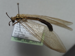  (Myrmecaelurus solaris - TLMF_Lep_39978)  @11 [ ] CreativeCommons - Attribution Non-Commercial Share-Alike (2024) Peter Huemer Tiroler Landesmuseum